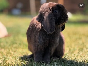 🩷🐰 MINILOP / ZAKRSLÝ KRÁLIK🐰🩷 - 9