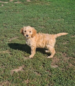Goldendoodle - 9