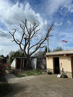 Výrub a orez stromov/Arboristika - 9