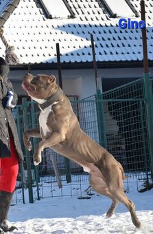 Top pejsek American bully XL s PP - 9