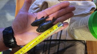 Tropheus Ikola F1 - 9
