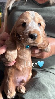 Anglický kokeršpaniel - 9