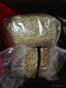 Mini kralik (samička) plus komplet vybavenie - 9