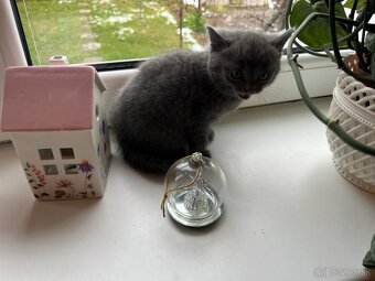 Britská modrá mačička - 9