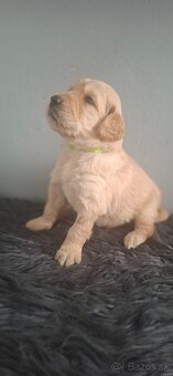 Goldendoodle po rodičoch s pp - 9