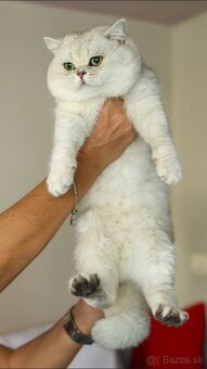 Britská krátkosrstá mačka - 9