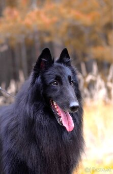 Belgický ovčiak groenendael FCI s PP po šampiónoch - 9