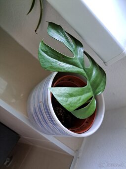 Krotón, pilea, tučnolist, cissus, monstera, osobný odber BA - 9