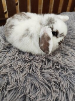 Minilop samička s VP - 9