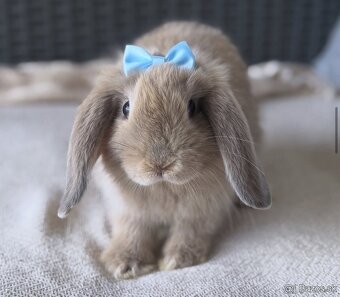 MINILOP ZAKRSLÝ KRÁLIK 🩷🐰 - 9