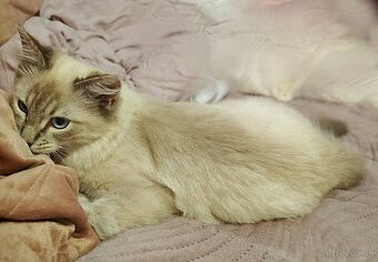 Ragdoll - 9