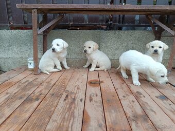 Labradorsky retriever - 9