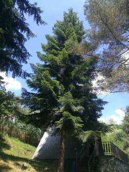 🌳 kosenie, orez / výrub stromov, ,odvoz 🌿 - 9