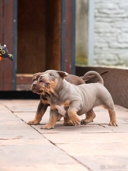 American Bully XL/XXL - 9