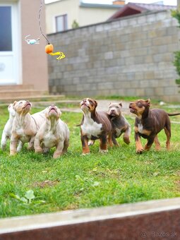 American Bully XL/XXL - 9