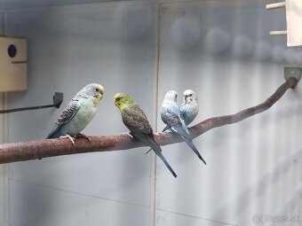 Andulka blackwings,ciernokrydla - 9