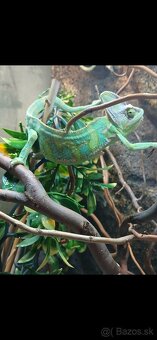 Chameleon jemensky - 9