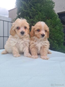 Maltipoo - 9