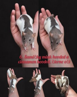 Predám potkaniky dumbo - 9