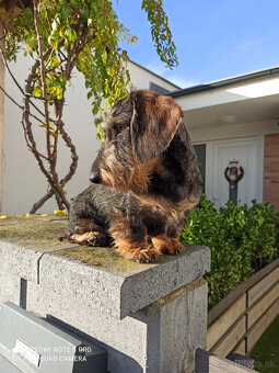 Jazvečík hrubosrstý trpasličí - králičí s PP - 9