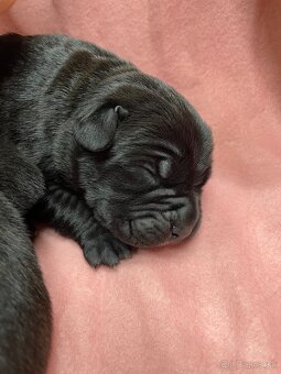 Cane Corso šteniatka - 9