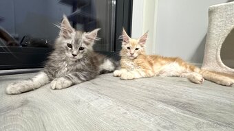 ELLIOT❣️Mainská Myvalia Maine Coon mačiatka - 9
