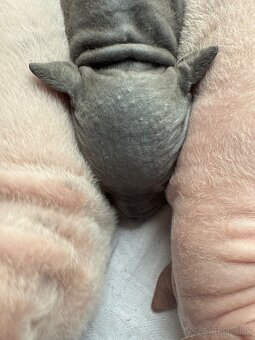 Americky bezsrsty terier - 9