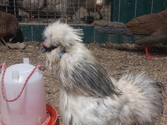 Hodvabnicka kohuty- 3 farby - 9