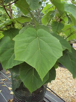 Paulownia Tomentosa volnokorenná minuloročná - 9