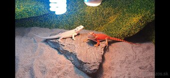 Agama bradata plus terarium - 9