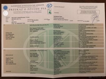 Írsky jemnosrstý pšeničný teriér/ISCWT - 9