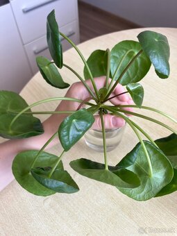 Izbové rastliny - pilea peperomioides a Epipremnum Divý Jano - 9