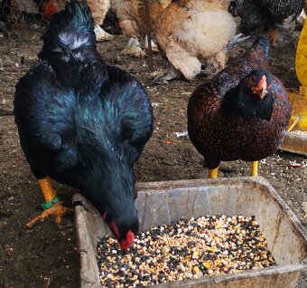 Predám, vymenim - 9