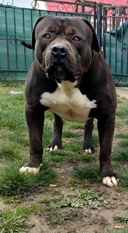 American Bully xl - 9