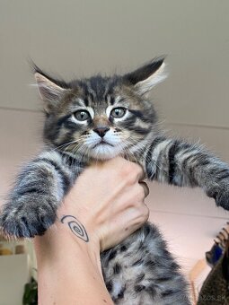 mačiatka Maine Coon/Nórska lesná + veľký domáci kocúr - 9