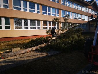 Výrub stromov a krovia - 9