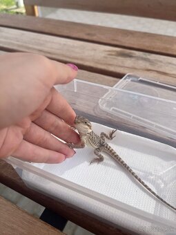 Terarium + samec agamy bradatej - 9