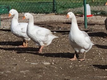 Tulúzska hus , Slovenská biela hus - 9