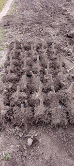 Paulownia Shan Tong  Agát sadenice - 9
