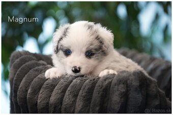 Border Collie Border Kolia s PP FCI  barva Blue Merle - 9