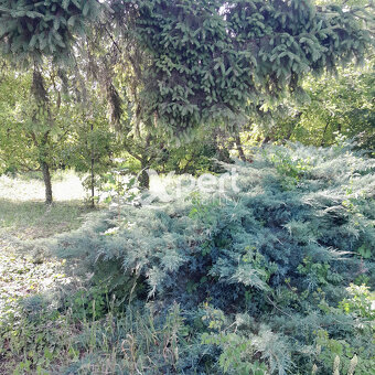 Predaj pekný pozemok 650m2 v Šamoríne časť Čilistov - 9