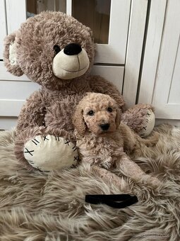 Goldendoodle F2 - 9