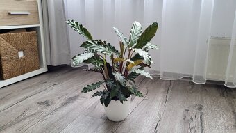 Kalatea (Calathea rufibarba) - 9