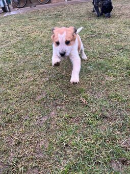 Darujem šteniatko - 9