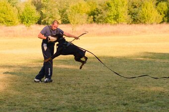 Doberman chovný pes - na krytie - 9