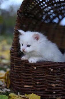 Mainská mývalia - maine coon - MCO 3 mačiatka - 9