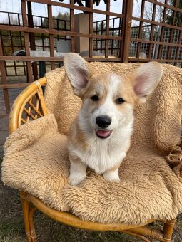 corgi - 9