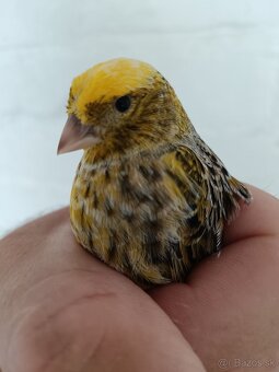 Kanáriky - 9