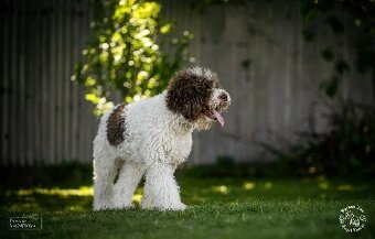 Lagotto romagnolo - psi - 9