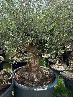 Predám Olivy Bonsai - 9